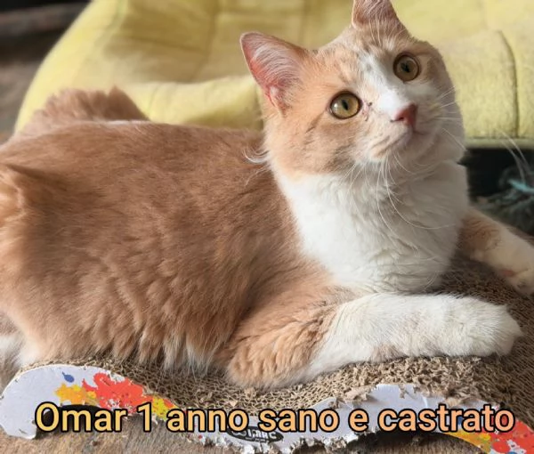 MICINI GETTATI COME SPAZZATURA