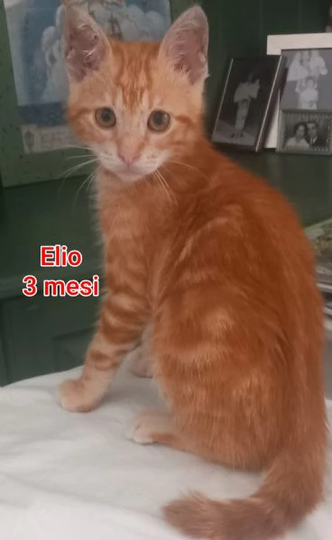 MICINI GETTATI COME SPAZZATURA | Foto 5