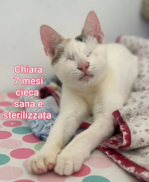 MICINI GETTATI COME SPAZZATURA | Foto 1