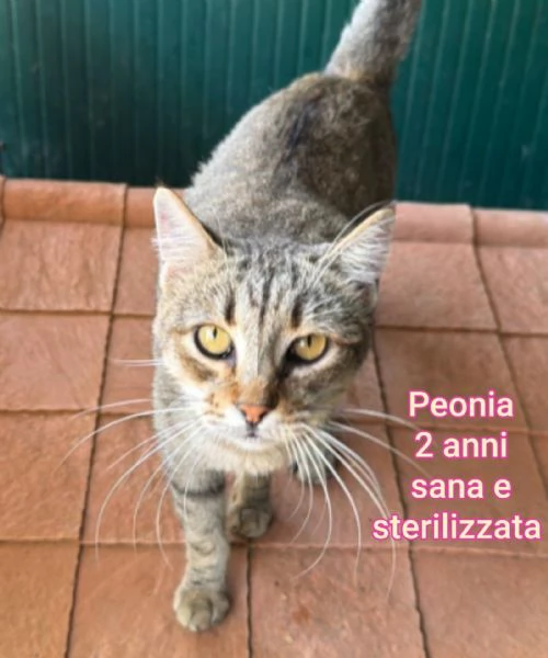 MICINI GETTATI COME SPAZZATURA | Foto 1