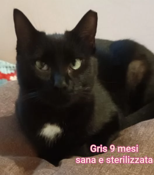 MICINI GETTATI COME SPAZZATURA | Foto 3