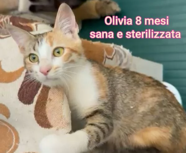 MICINI GETTATI COME SPAZZATURA | Foto 4