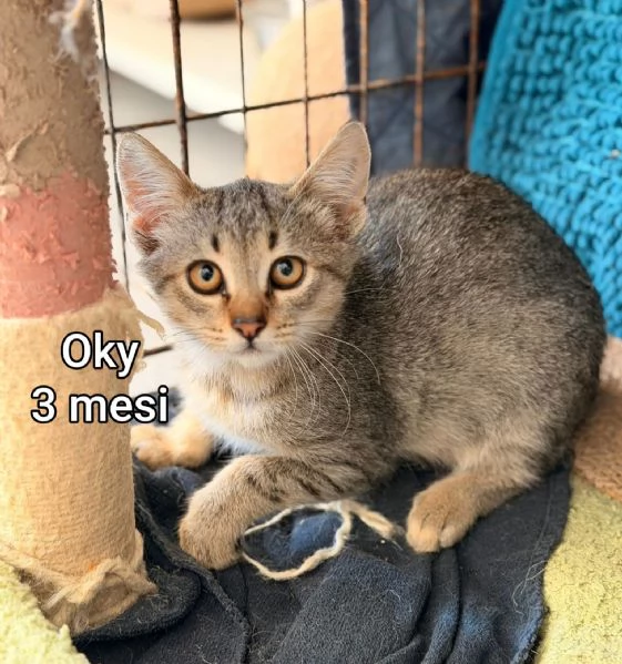 MICINI GETTATI COME SPAZZATURA | Foto 3