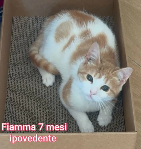 MICINI GETTATI COME SPAZZATURA | Foto 2