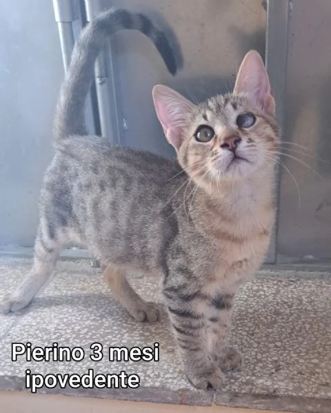 MICINI GETTATI COME SPAZZATURA | Foto 3
