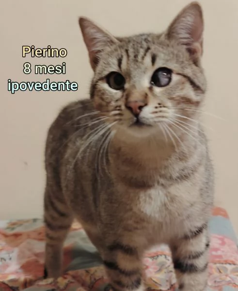 MICINI GETTATI COME SPAZZATURA | Foto 1