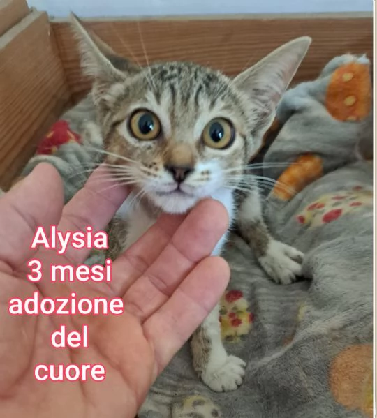 MICINI GETTATI COME SPAZZATURA | Foto 0