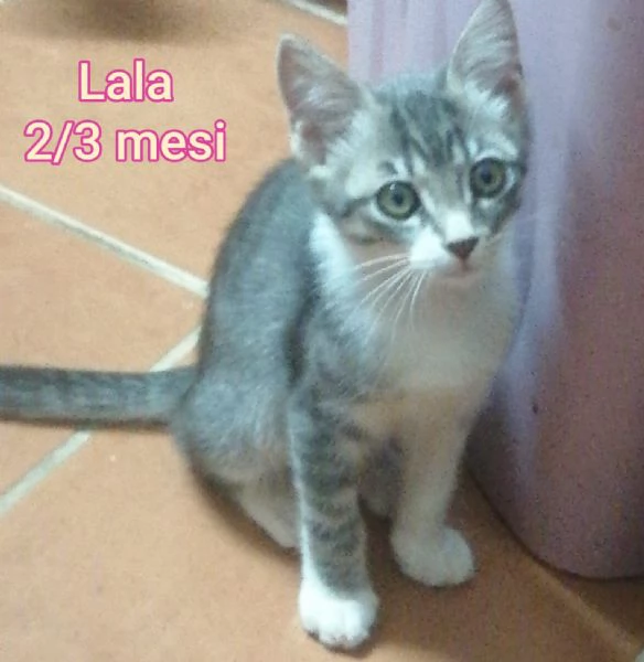 MICINI GETTATI COME SPAZZATURA | Foto 3
