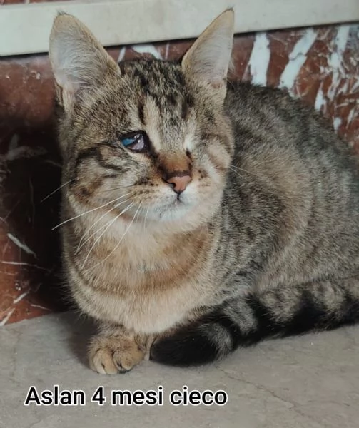 MICINI GETTATI COME SPAZZATURA | Foto 4