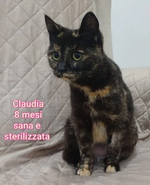 MICINI GETTATI COME SPAZZATURA