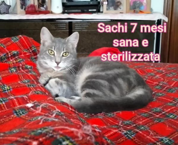 MICINI GETTATI COME SPAZZATURA | Foto 2