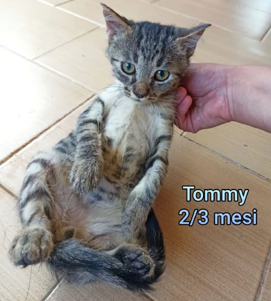 MICINI GETTATI COME SPAZZATURA | Foto 0
