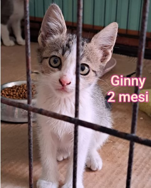 MICINI GETTATI COME SPAZZATURA | Foto 1