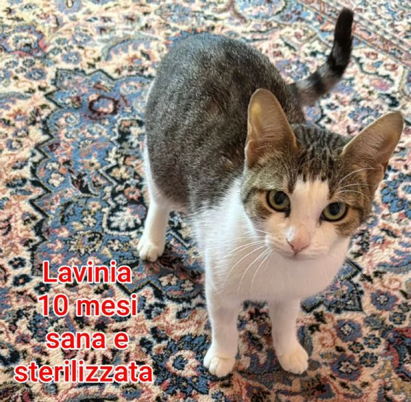 MICINI GETTATI COME SPAZZATURA | Foto 2