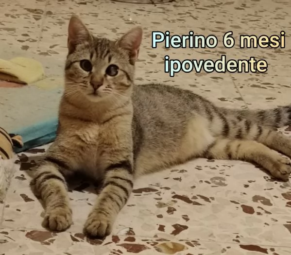 MICINI GETTATI COME SPAZZATURA | Foto 0