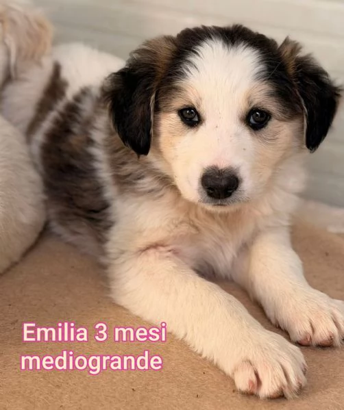 Salvate la vita di un cucciolo 