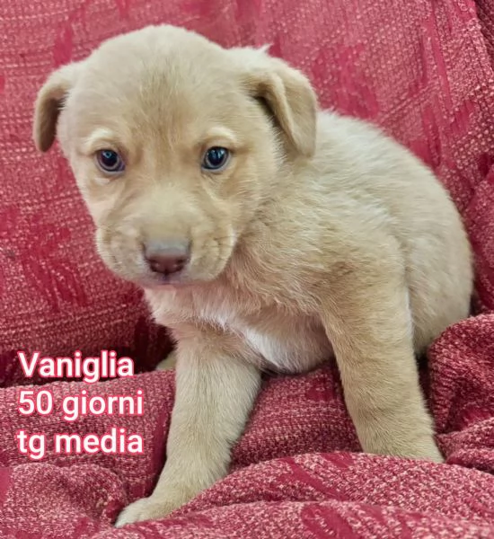 Salvate la vita di un cucciolo  | Foto 5