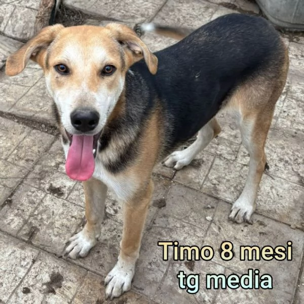 Salvate la vita di un cucciolo  | Foto 4