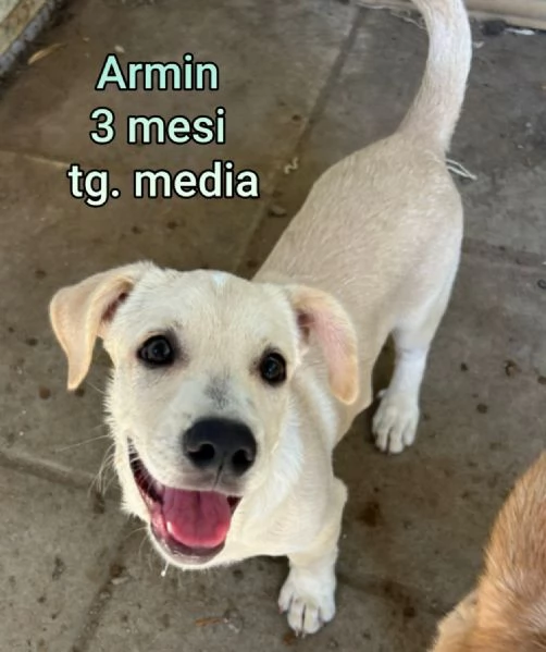 Salvate la vita di un cucciolo  | Foto 5