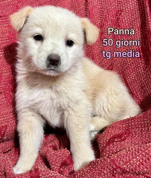 Salvate la vita di un cucciolo  | Foto 3
