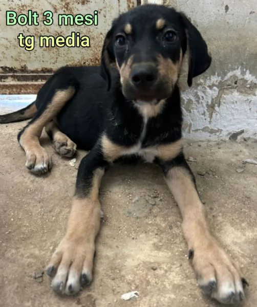Salvate la vita di un cucciolo 