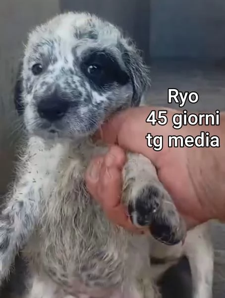 Salvate la vita di un cucciolo  | Foto 2