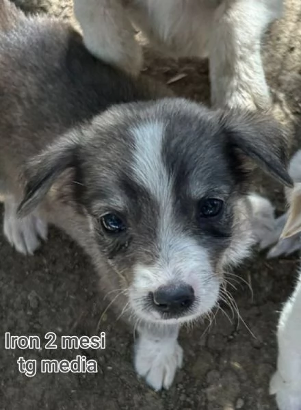Salvate la vita di un cucciolo  | Foto 6