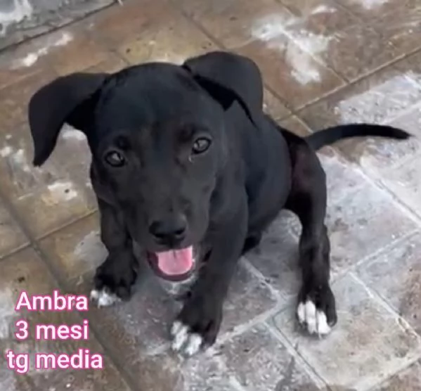 Salvate la vita di un cucciolo  | Foto 6