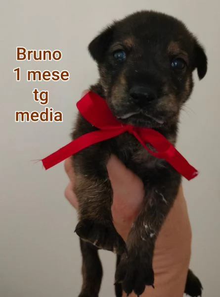 Salvate la vita di un cucciolo  | Foto 6