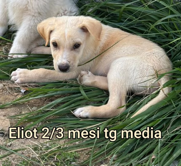 Salvate la vita di un cucciolo  | Foto 6