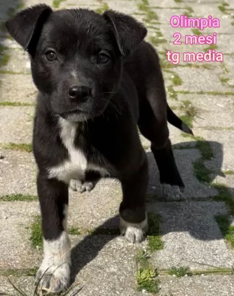 Salvate la vita di un cucciolo  | Foto 5