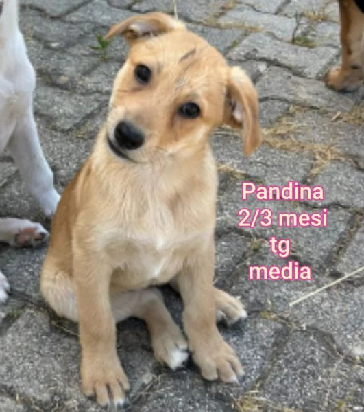 Salvate la vita di un cucciolo  | Foto 6