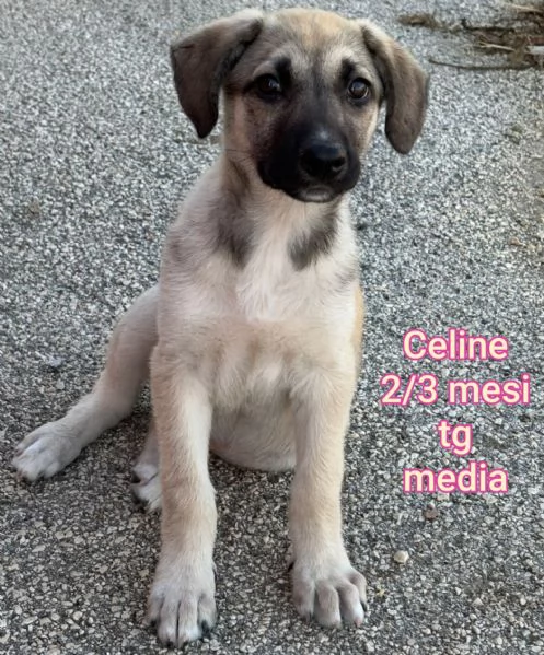Salvate la vita di un cucciolo  | Foto 5