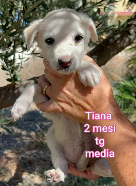 Salvate la vita di un cucciolo 
