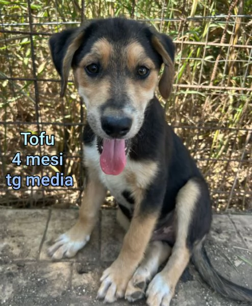 Salvate la vita di un cucciolo  | Foto 4