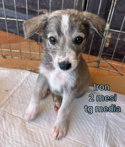 Salvate la vita di un cucciolo  | Foto 5