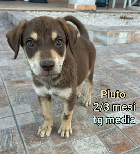 Salvate la vita di un cucciolo  | Foto 3