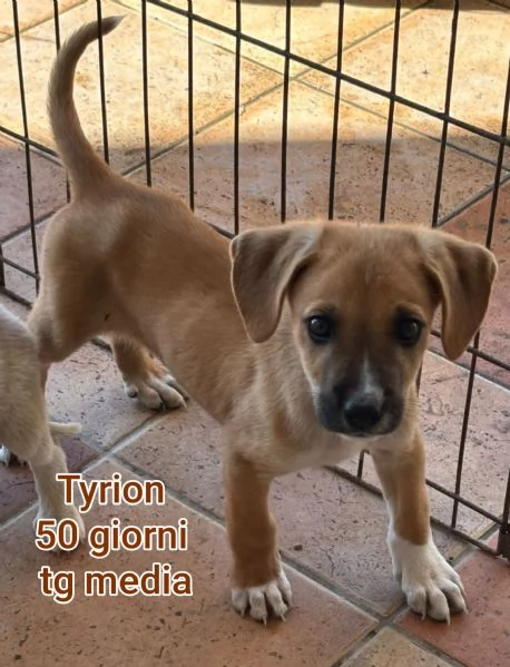 Salvate la vita di un cucciolo  | Foto 4