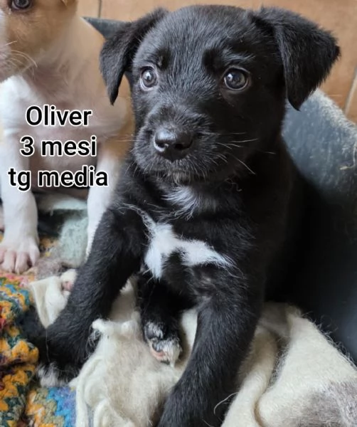 Salvate la vita di un cucciolo  | Foto 5