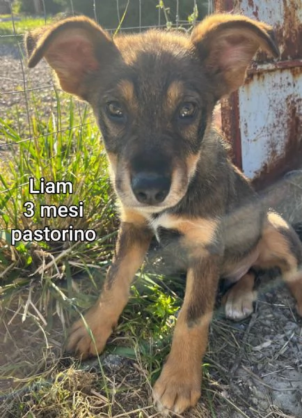 Salvate la vita di un cucciolo 