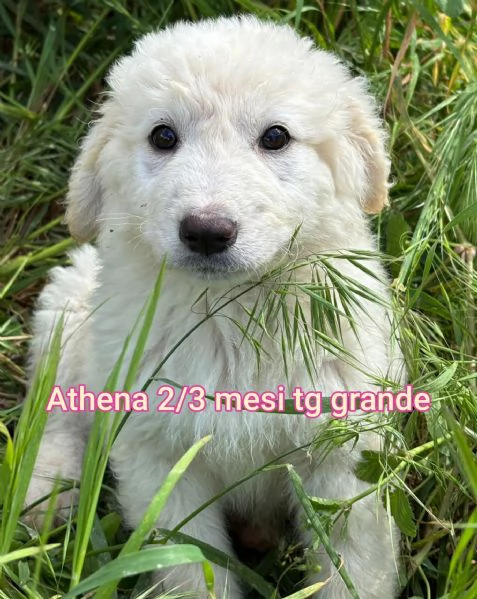 Salvate la vita di un cucciolo  | Foto 4