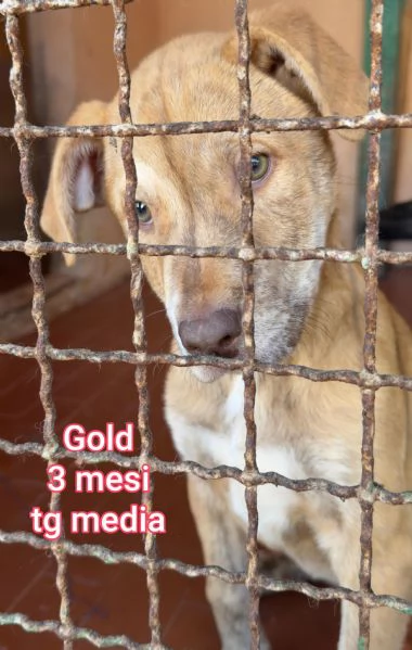 Salvate la vita di un cucciolo  | Foto 5