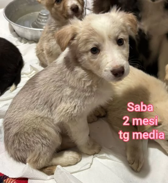Salvate la vita di un cucciolo  | Foto 4