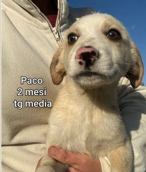 Salvate la vita di un cucciolo  | Foto 3