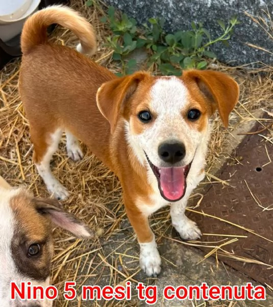 Salvate la vita di un cucciolo  | Foto 4