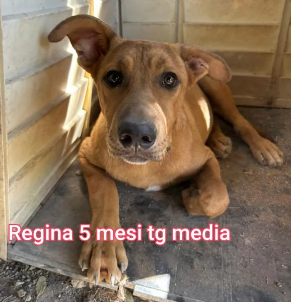 Salvate la vita di un cucciolo  | Foto 2