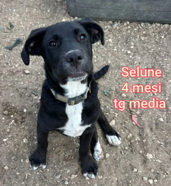 Salvate la vita di un cucciolo  | Foto 4