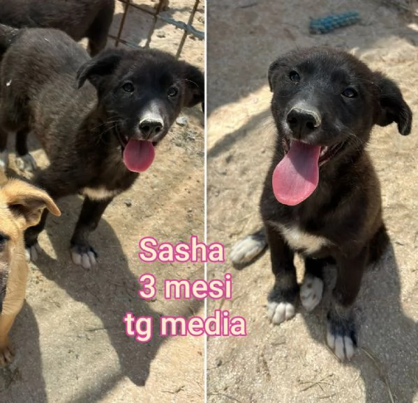 Salvate la vita di un cucciolo  | Foto 5