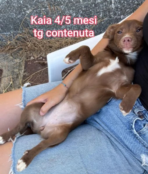 Salvate la vita di un cucciolo  | Foto 3