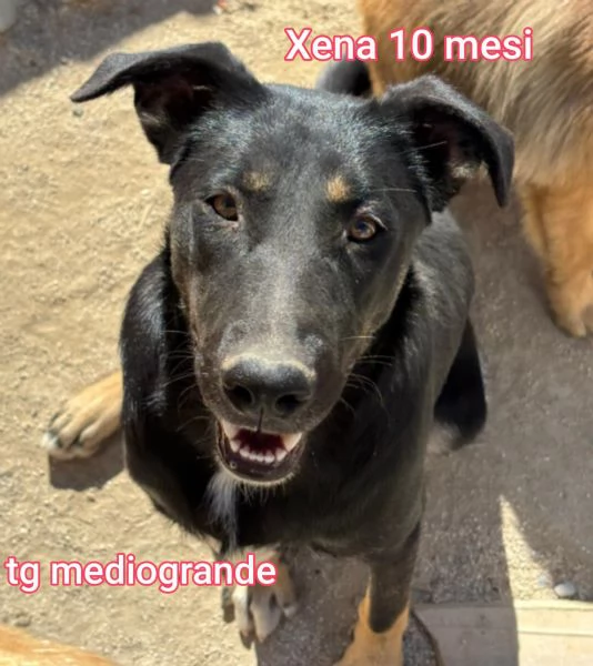 Salvate la vita di un cucciolo  | Foto 1